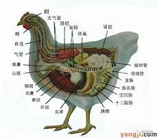 sk美国高防服务器租用